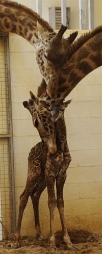 Giraffe