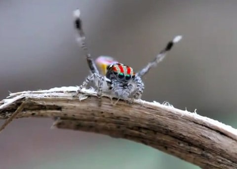 Peacock_spider