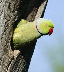 Parakeet