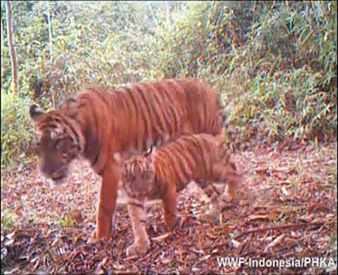 Tigers