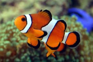 Clownfish