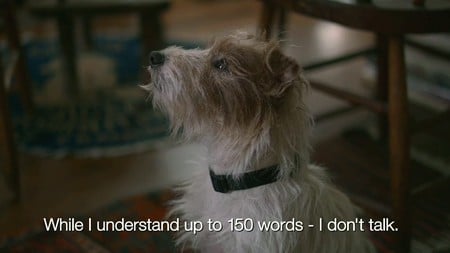 Beginners-terrier