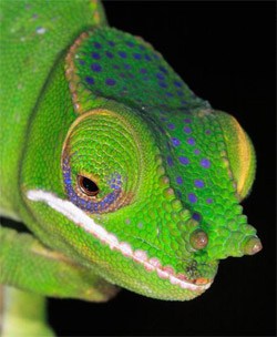 Chameleon