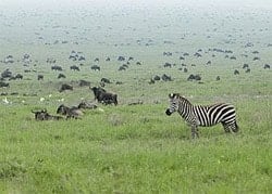 Serengeti