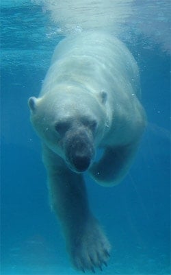 Polarbear