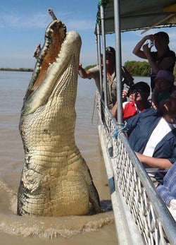 Crocodile