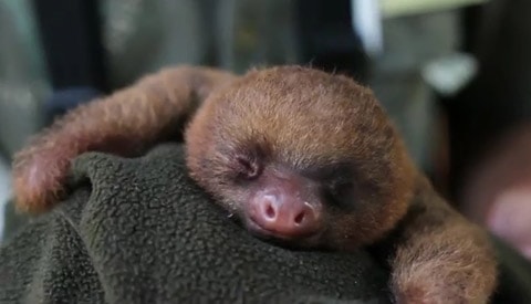 Sloth