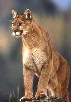 Mountainlion