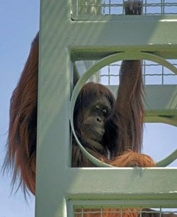 Orangutan