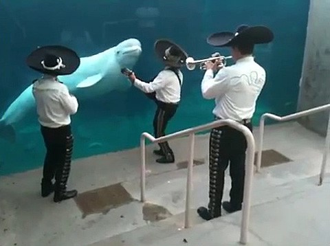 Mariachi_beluga