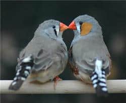 Gayfinches