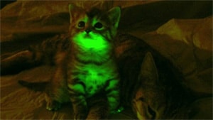 Green_cats