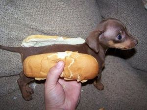 Weinerdog