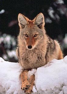 Coyote