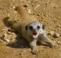 Meerkat