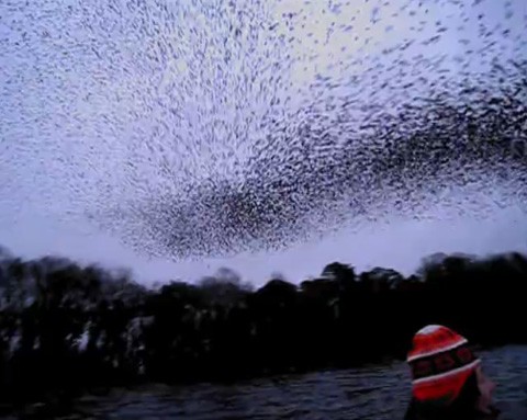 Murmuration_2