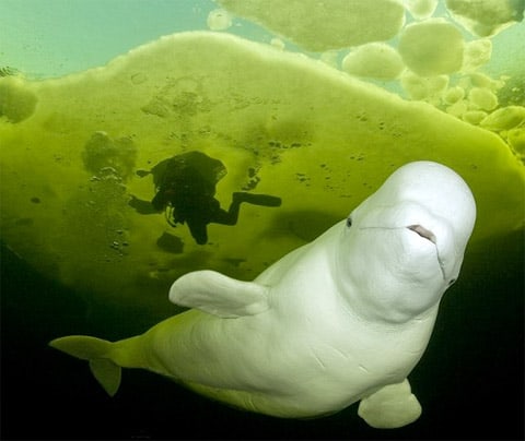 Beluga