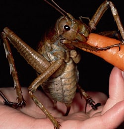 Giantweta