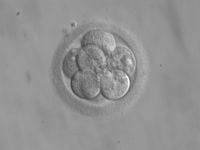 Embryo,_8_cells