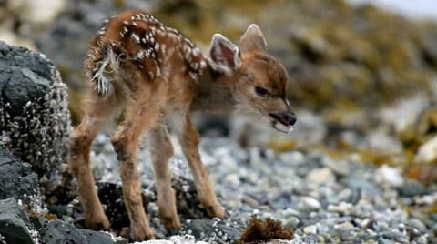 Fawn