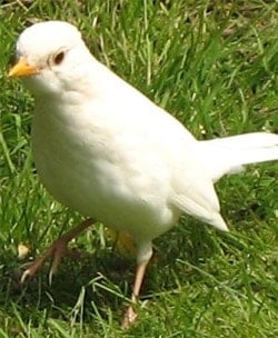 White_blackbird