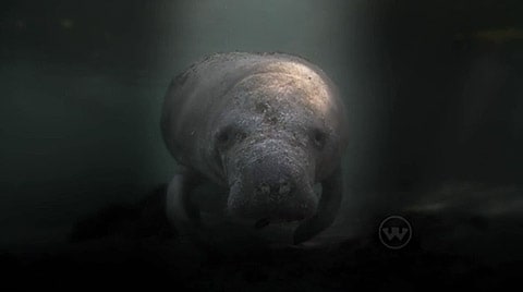 Manatee