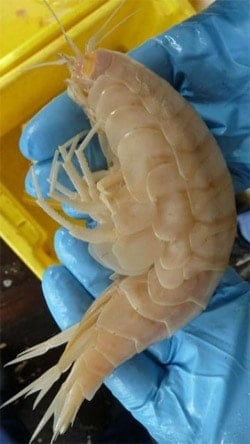 Amphipod