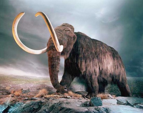 Mammoth