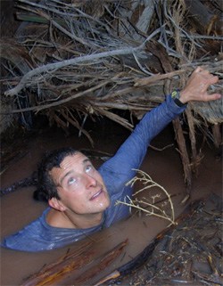 Grylls