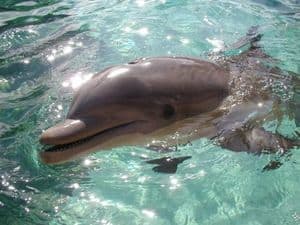 Bottlenose-dolphin-picture