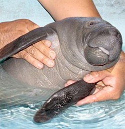 Manatee