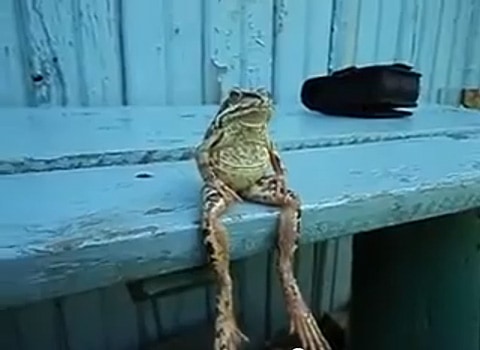 Frog