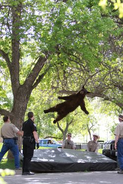 Tree_bear