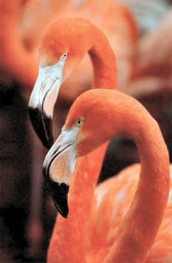 Flamingos