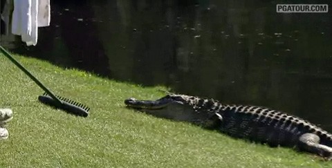 Gator