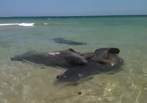 Manatee2