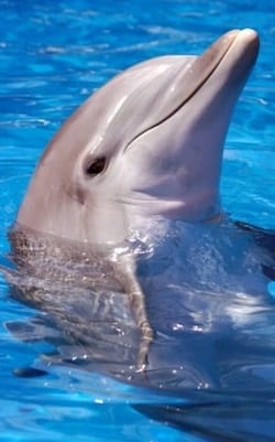 Dolphin