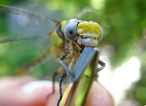 Dragonfly