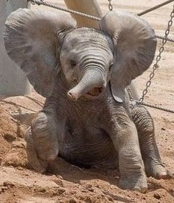 Babyelephant