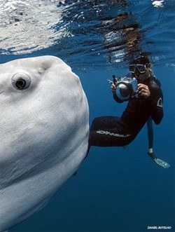 Mola