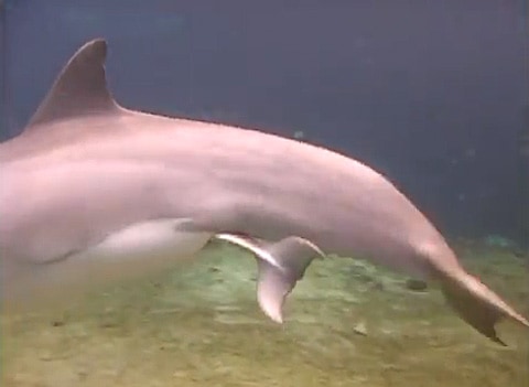 Dolphin