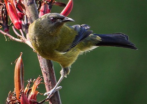 Bellbird