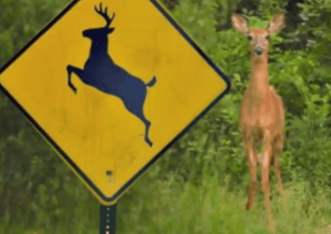 Deercrossing