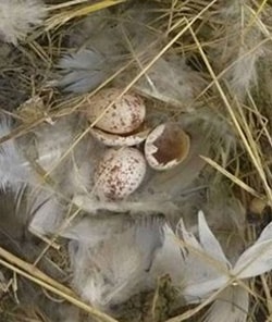 Nest