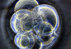 Embryo