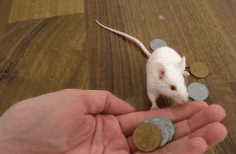 MouseMoney