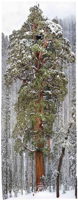 Sequoia