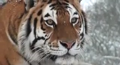 Snow_tiger