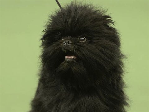 Affenpinscher