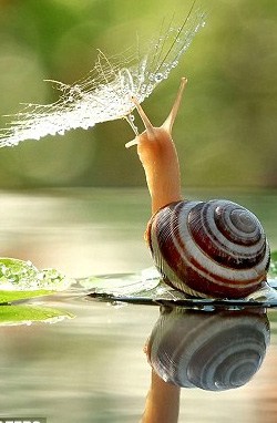 Snail